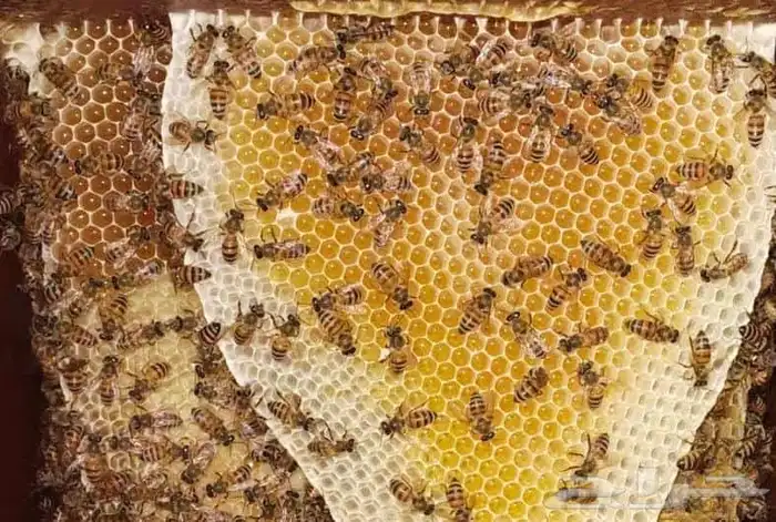 عسل سدر وسمره مضمون 2