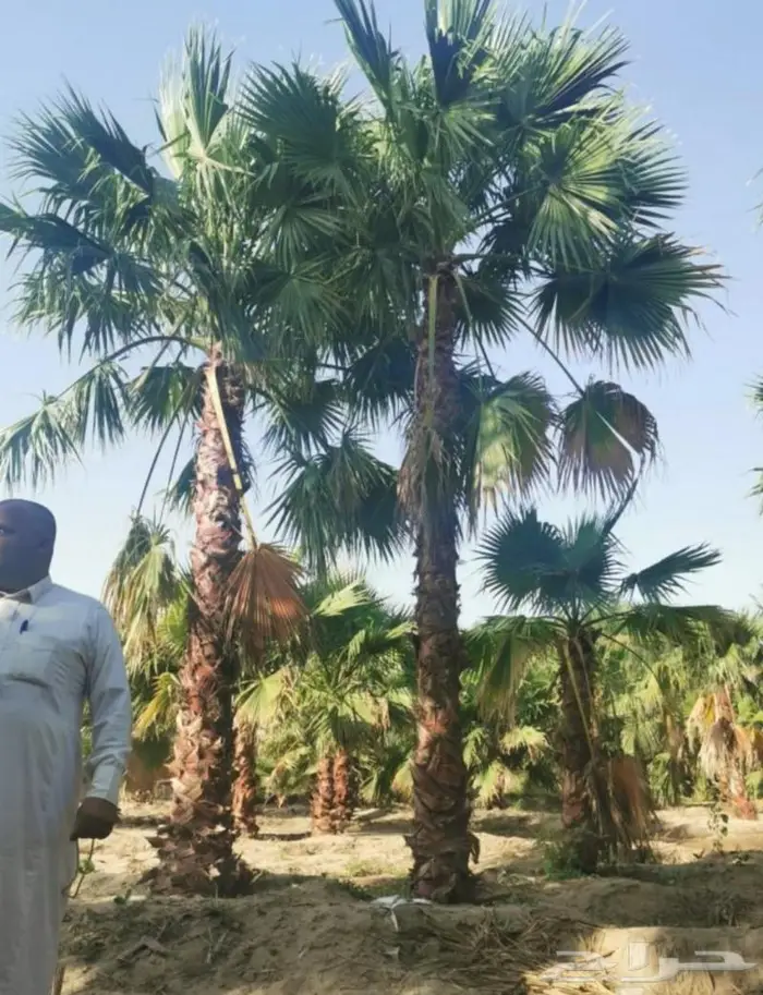 نخل واشنطني نخل عربي 37