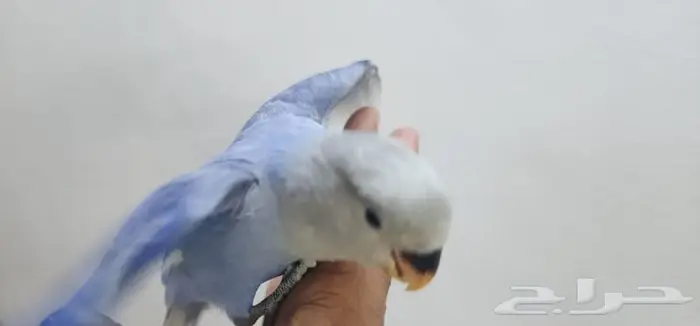 روز اليف هدد فايلوت 0