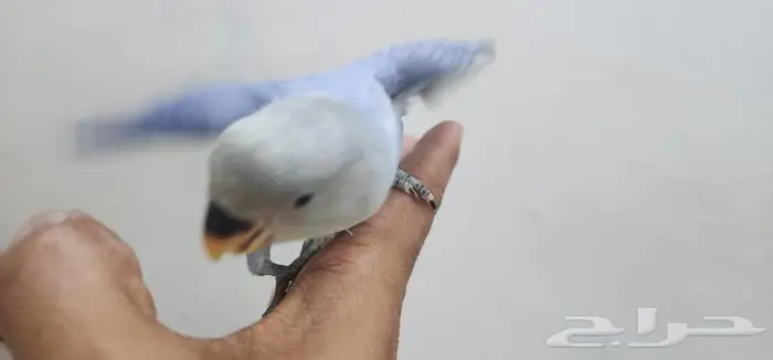 روز اليف هدد فايلوت 3