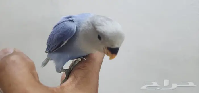 روز اليف هدد فايلوت 2