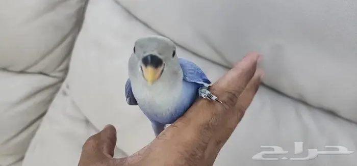 روز اليف هدد فايلوت 4