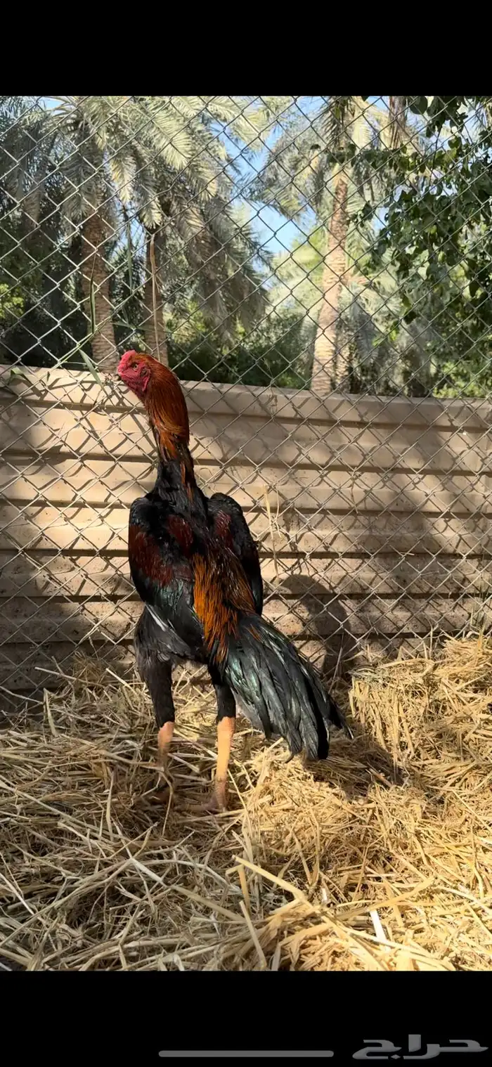 ديك شامو الماني 0