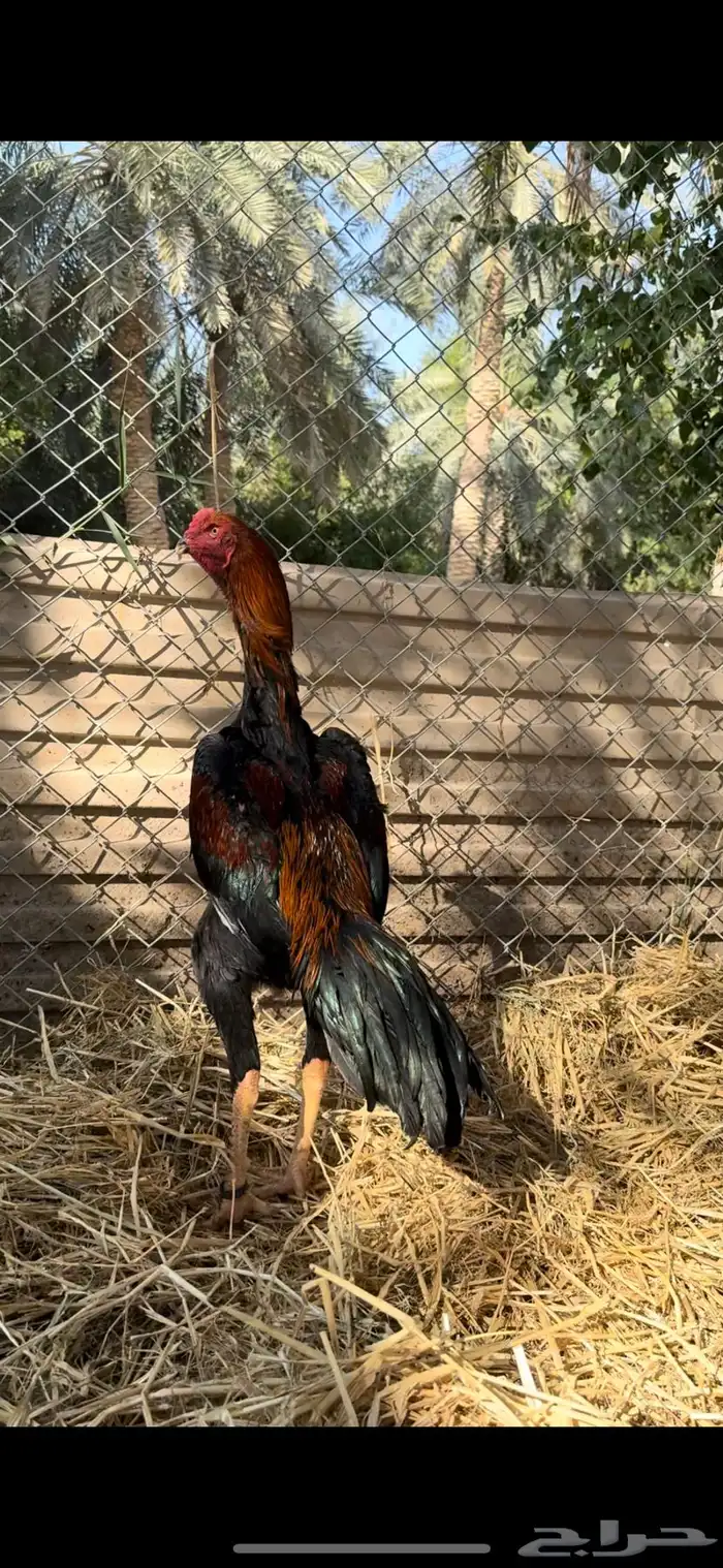 ديك شامو الماني 1