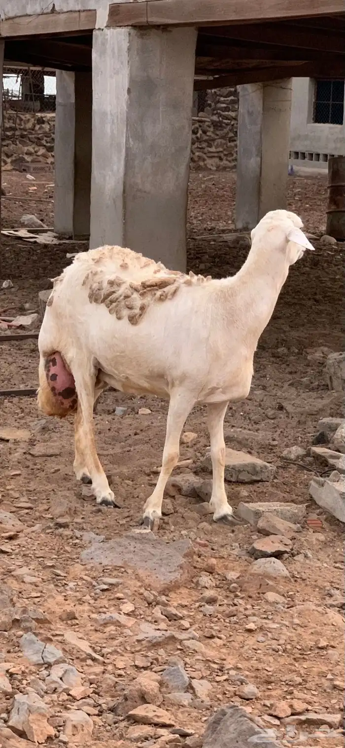 تممم البيع نعجه فاخره للبيع 2