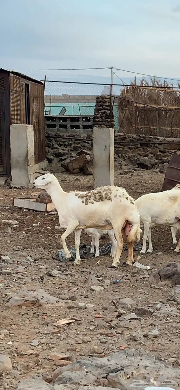 تممم البيع نعجه فاخره للبيع 1