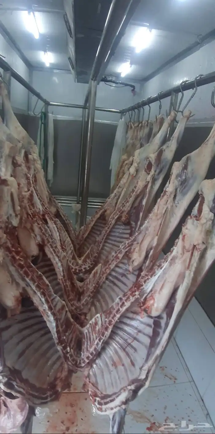 يوجد خرفان وتيوس سواكني وبقري وحاشي لجميع الملاحم والمطاعم 5