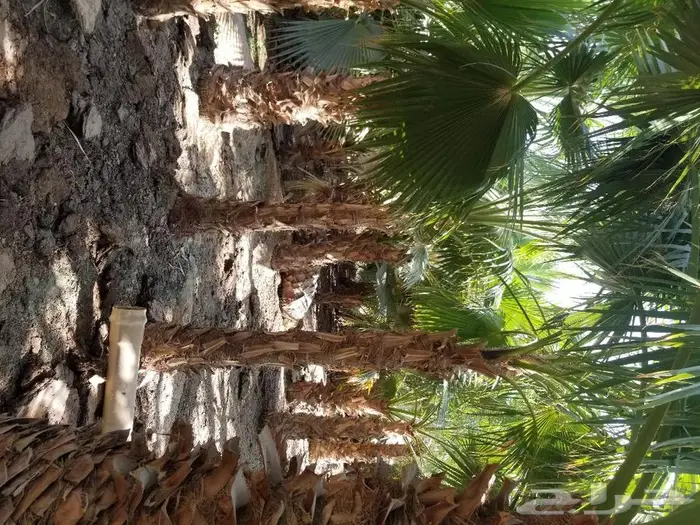 نخل واشنطني نخل عربي 13