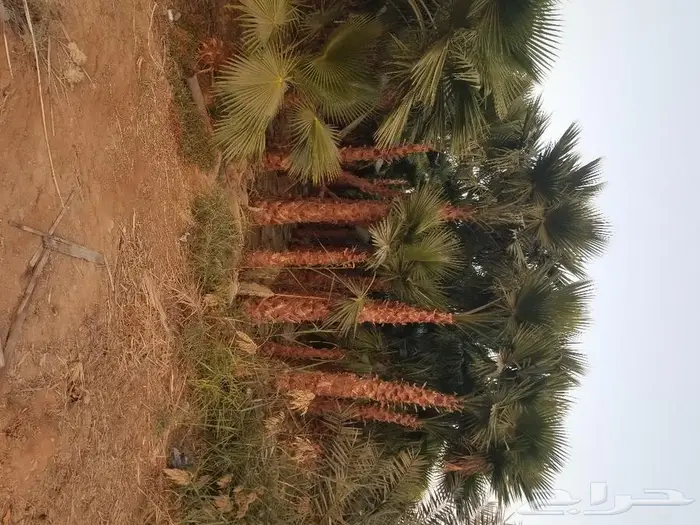 نخل واشنطني نخل عربي 15