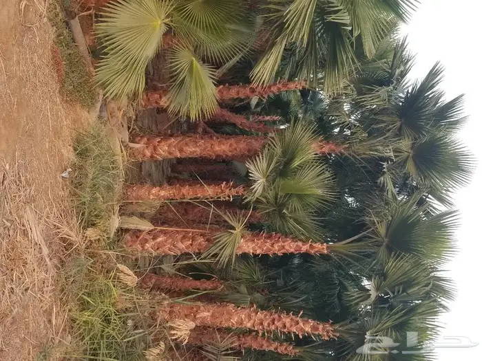 نخل واشنطني نخل عربي 14