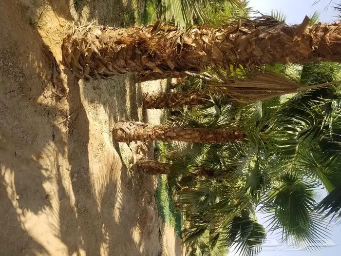 نخل واشنطني نخل عربي 16