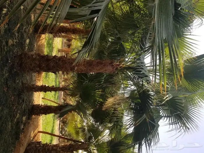 نخل واشنطني نخل عربي 17