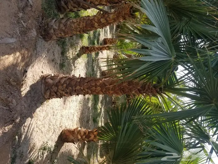 نخل واشنطني نخل عربي 18
