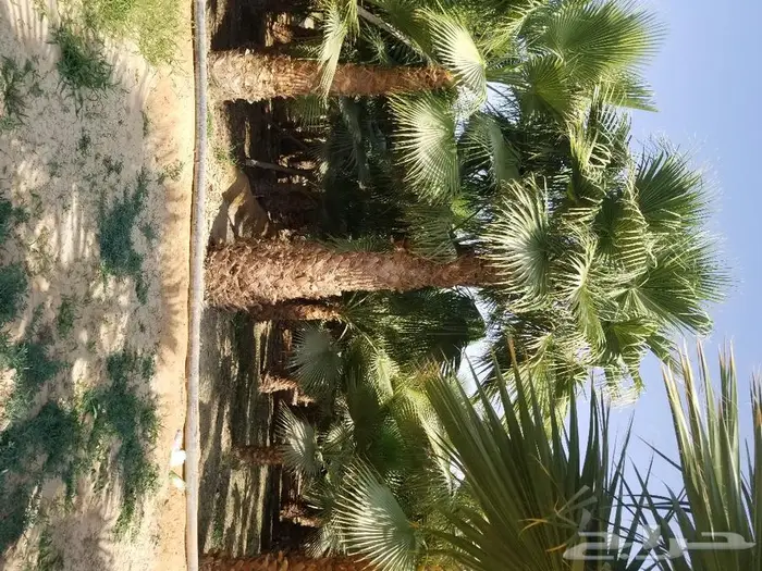 نخل واشنطني نخل عربي 19