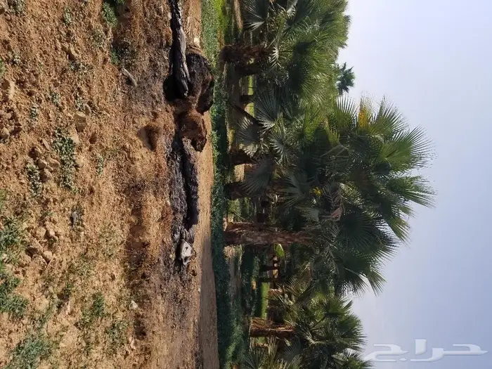 نخل واشنطني نخل عربي 20