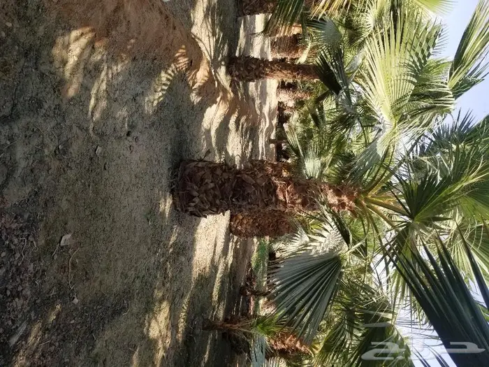 نخل واشنطني نخل عربي 22