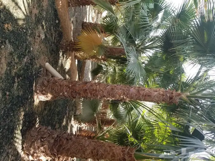 نخل واشنطني نخل عربي 23