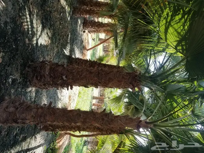 نخل واشنطني نخل عربي 24