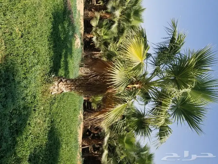 نخل واشنطني نخل عربي 25