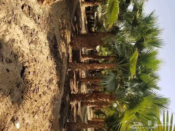 نخل واشنطني نخل عربي 26
