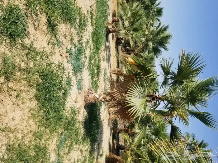 نخل واشنطني نخل عربي 28