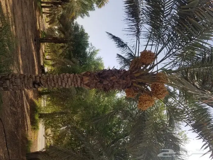 نخل واشنطني نخل عربي 30