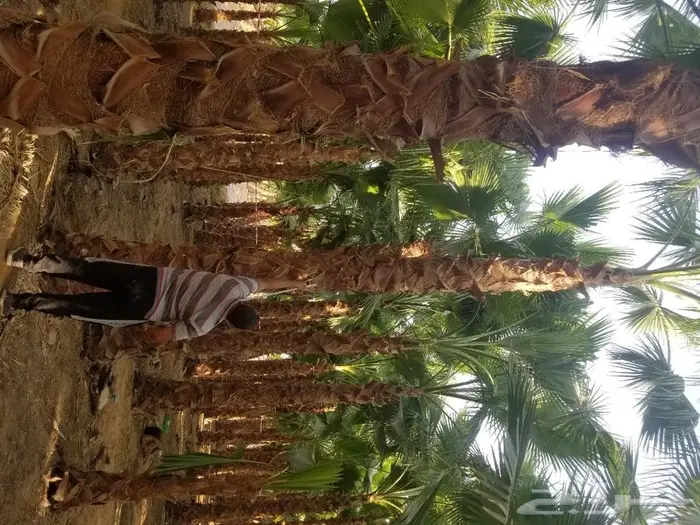 نخل واشنطني نخل عربي 32