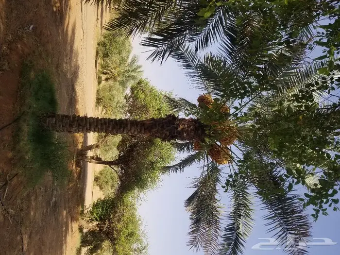 نخل واشنطني نخل عربي 36
