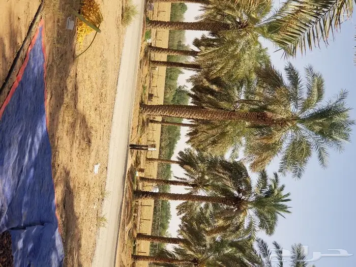 نخل واشنطني نخل عربي 33