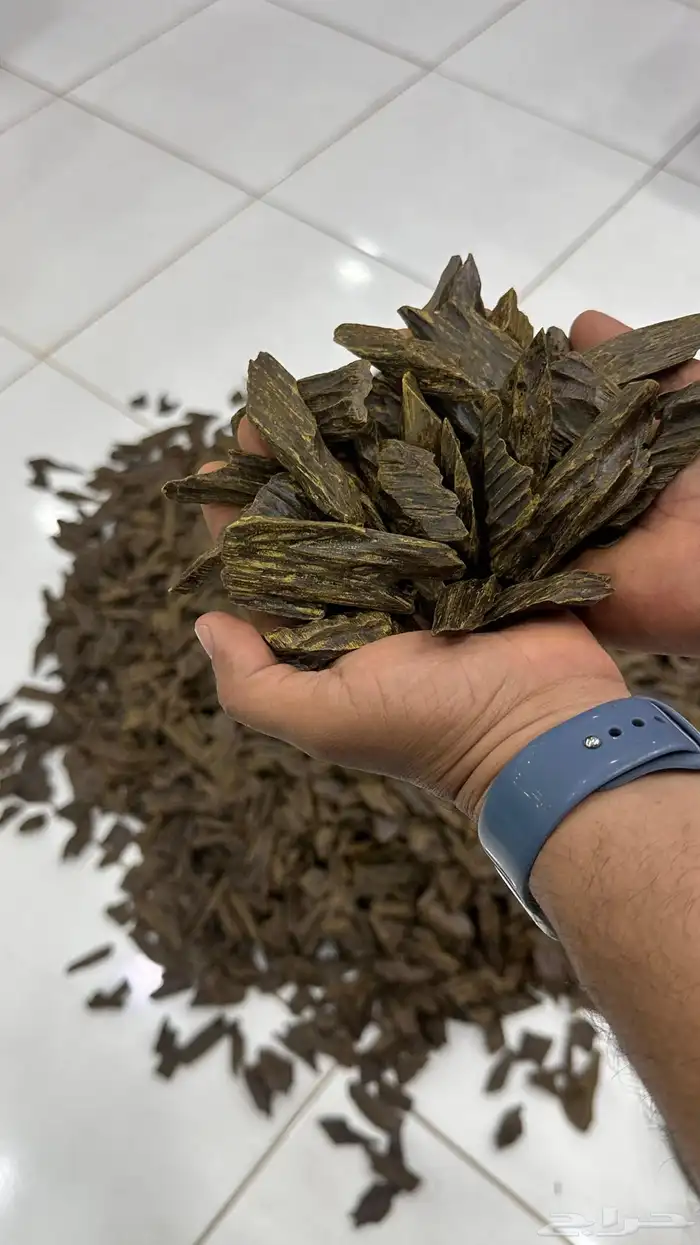 عود فيتنامي 1