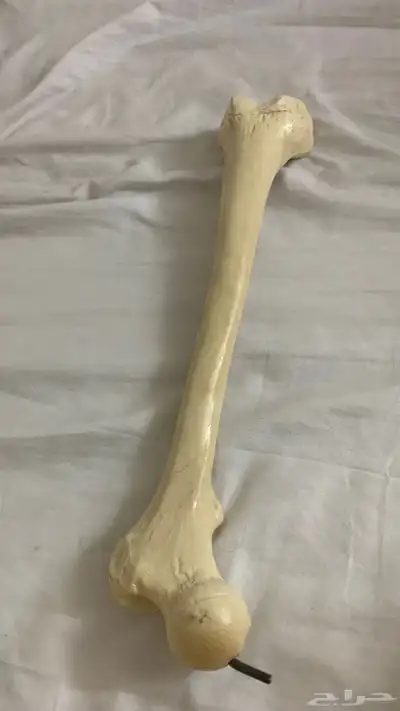 هيكل عظام 1