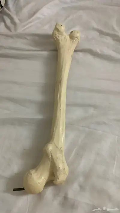 هيكل عظام 0