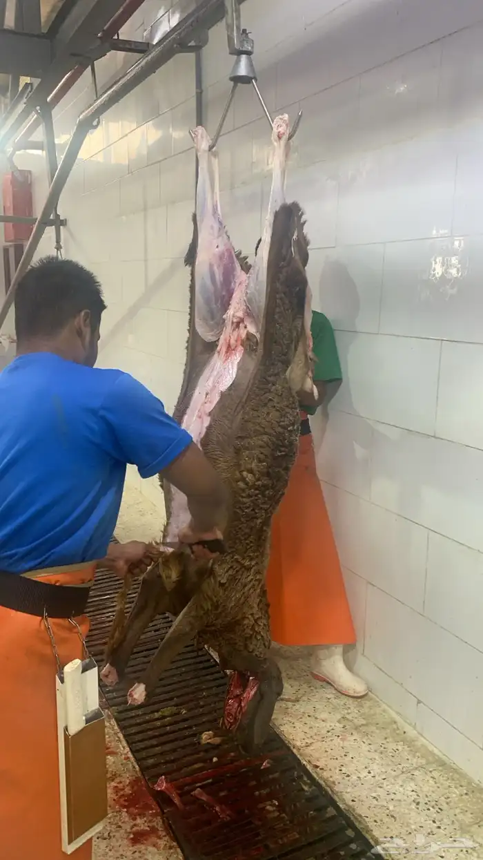 ذبايح لبيتك 6