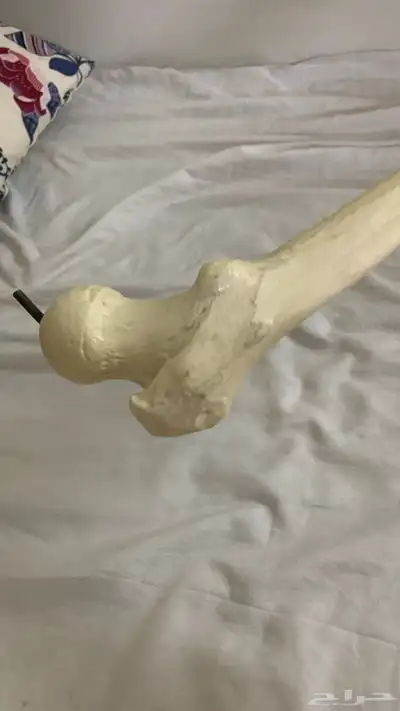 هيكل عظام 2