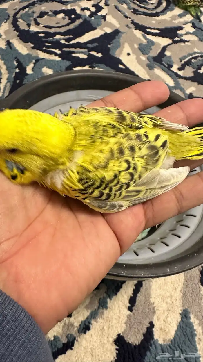 فروخ بادجي غر 36