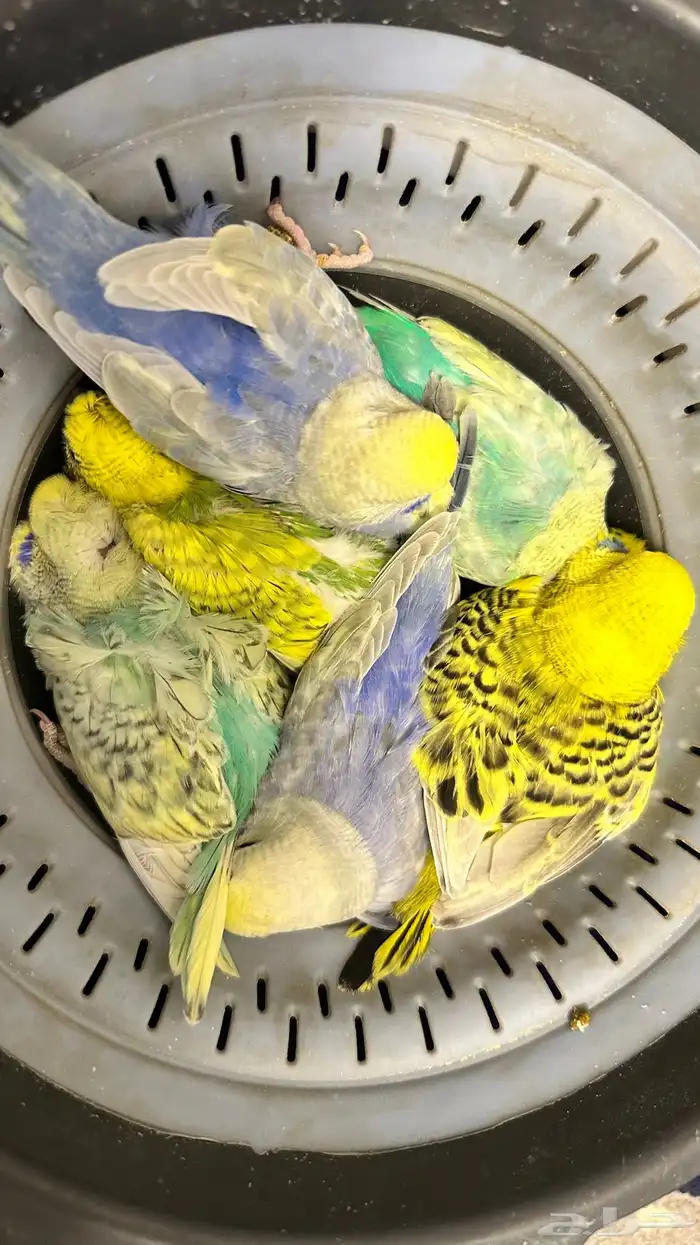 فروخ بادجي غر 35