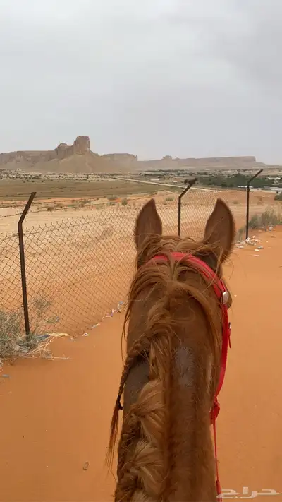 إيواء خيل 0