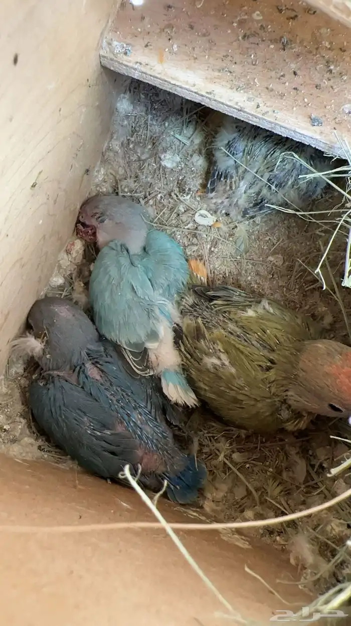 طيور كروان أجواز وغر. وروز متوفر أجواز وغر. 5