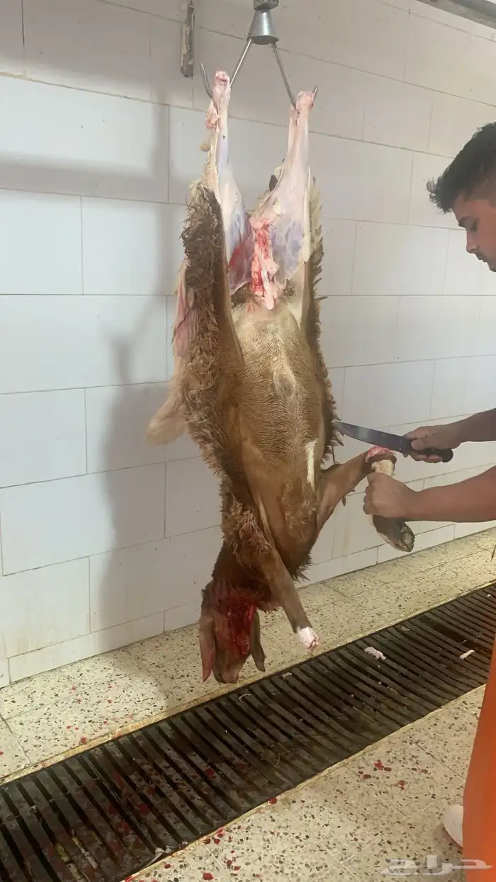 ذبايح لبيتك 8