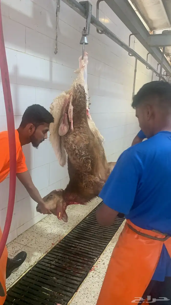 ذبايح لبيتك 11