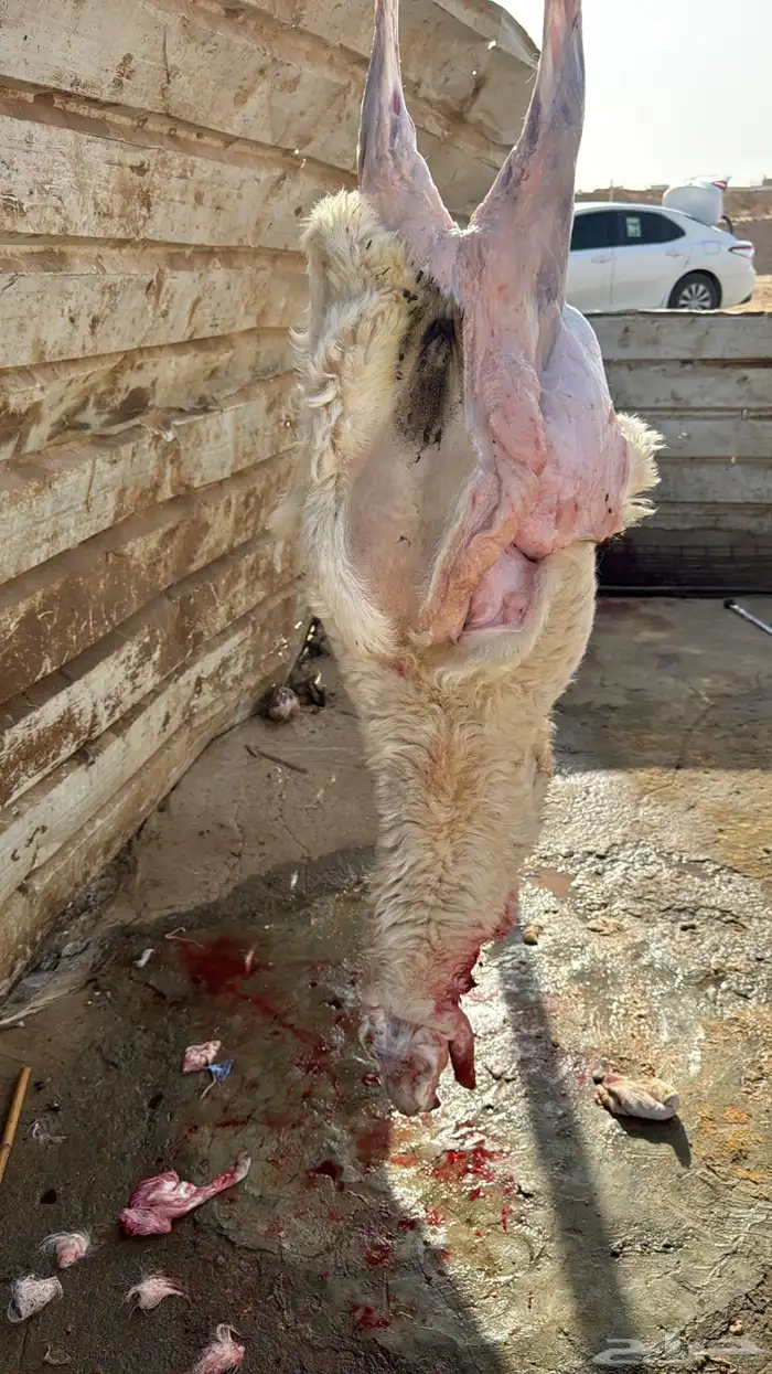 ذبايح طيبه نظيف 0