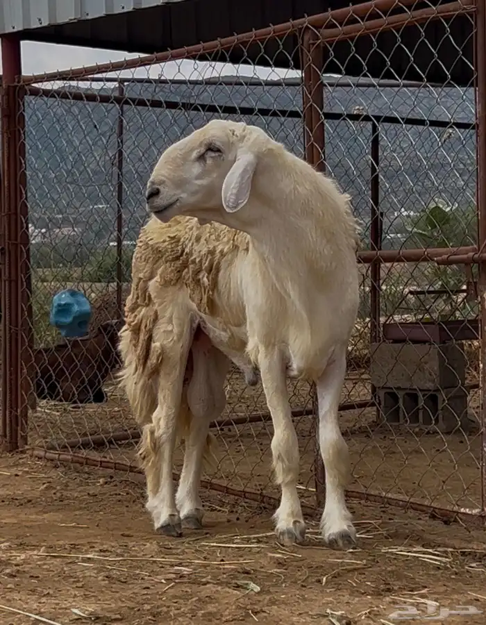 فحل حري صنف فاخر( تم البييع) 0