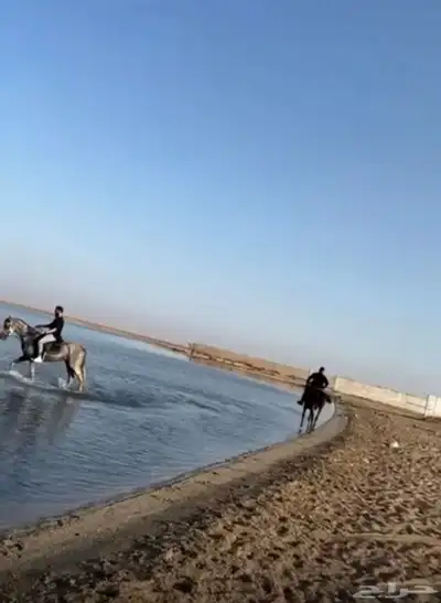 ايواء خيل في ذهبان 3 كيلو عن البحر 1