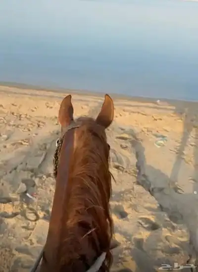 ايواء خيل في ذهبان 3 كيلو عن البحر 2
