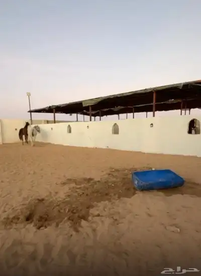 ايواء خيل في ذهبان 3 كيلو عن البحر 0