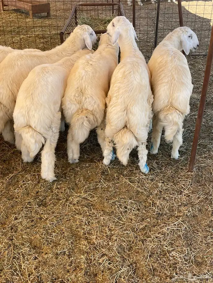 ذبايح حريه فل شحم 0