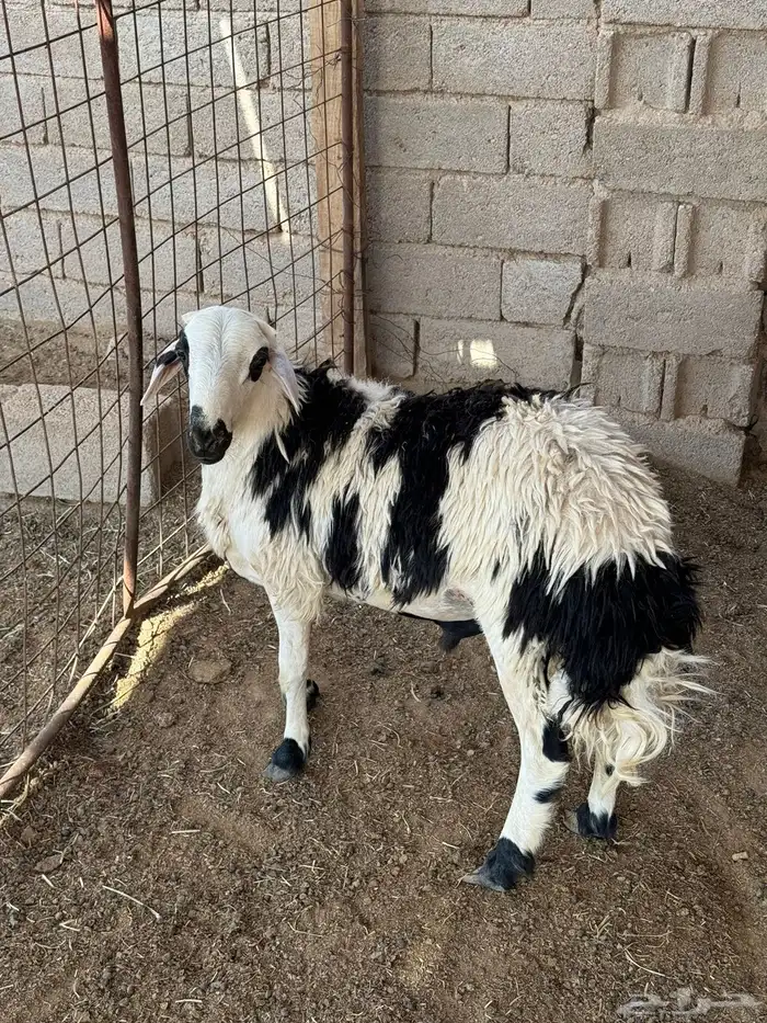 ذبايح لبيتك 4