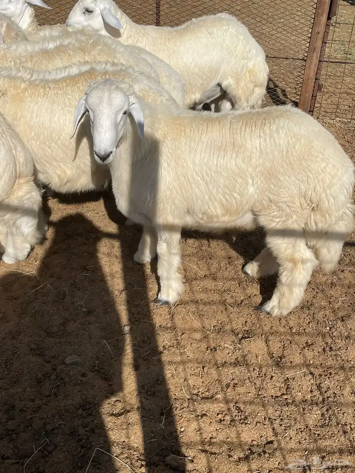 ذبايح حريه فل شحم 2