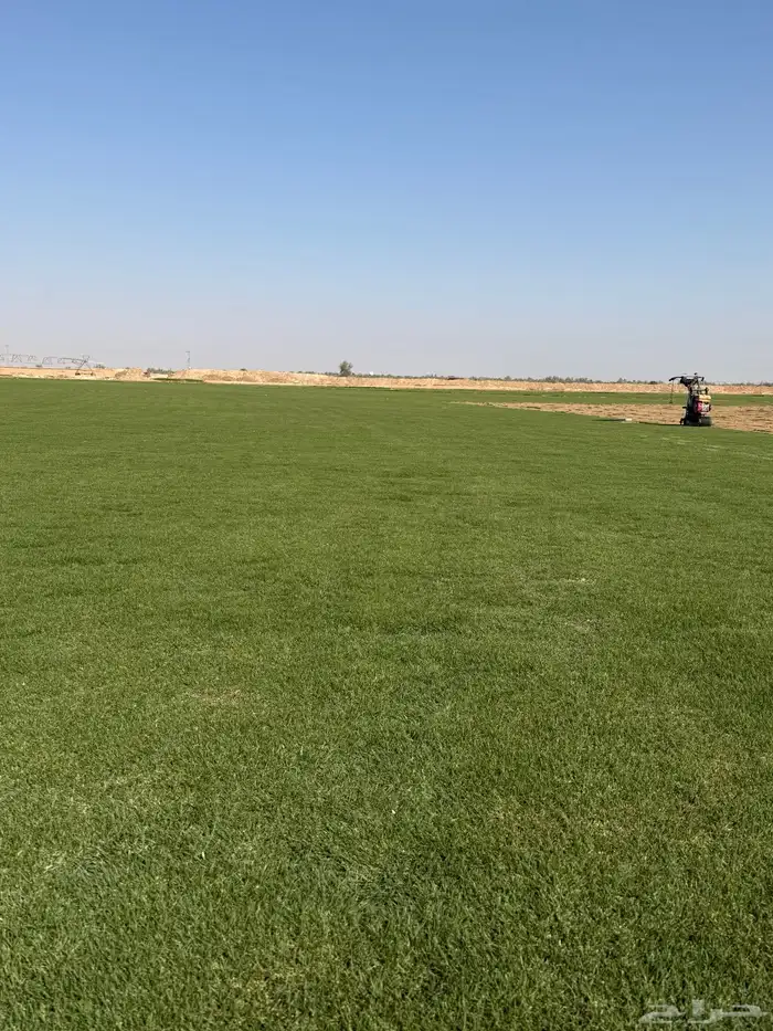نجيلة طبيعي سي الفين (C2000) 0