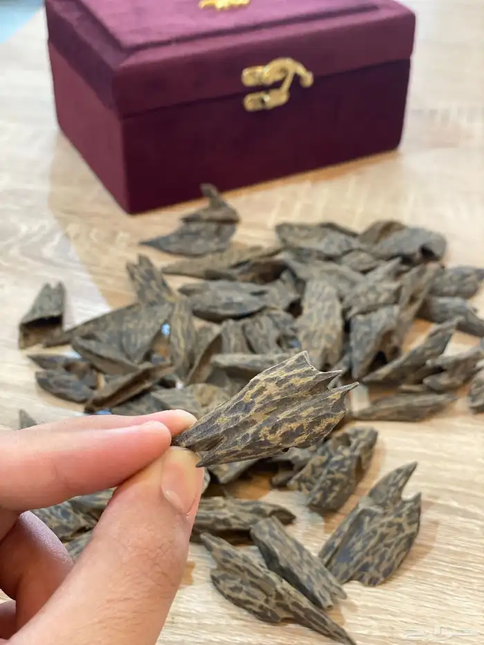 عود كمبودي مستزرع 2